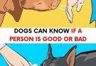 Dogs can tell who is good and who is bad person